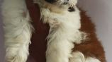 Shih Tzu Puppies