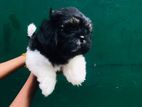 Shih Tzu Puppies