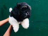 Shih Tzu Puppies