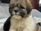 Shih Tzu Puppies