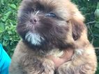 Shih Tzu Puppies