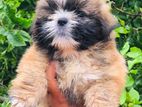 Shih Tzu Puppies