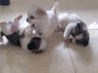 Shih Tzu Puppies