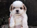 Shih Tzu Puppies