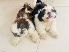 Shih Tzu Puppies