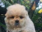 Shih Tzu Puppies