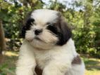 Shih Tzu Puppies