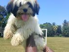 Shih Tzu Puppies