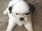 Shih Tzu Puppies
