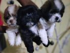 Shih Tzu Puppies