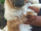 Shih Tzu Puppies