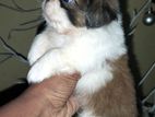 Shih Tzu Puppies
