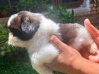 Shih Tzu Puppies