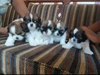 Shih Tzu Puppies