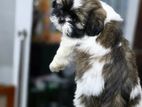 Shih Tzu Puppies