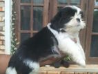 Shih Tzu Puppies