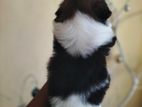Shih Tzu Puppies
