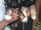 ShihTzu Puppies