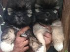 Shih Tzu Puppies
