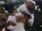 Shih Tzu Puppies