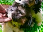 Shih Tzu Puppies