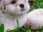 Shih Tzu Puppies