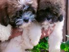 Shih Tzu Puppies