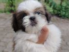 Shih Tzu Puppies