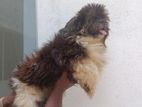 Shih Tzu Puppies