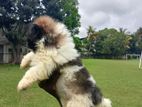 Shih Tzu Puppies