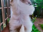 Shih Tzu puppies