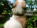Shih Tzu puppies