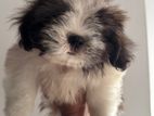 Shih Tzu Puppies