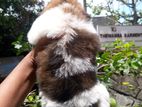 Shih Tzu Puppies