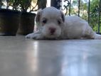 Shih Tzu Puppies