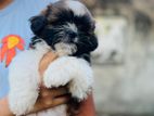 Shih Tzu Puppies for Sale