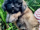 Shih Tzu Puppies