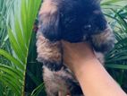 Shih Tzu Puppies