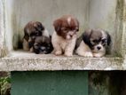 Shih tzu Puppies for sale