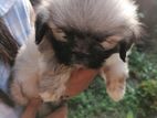 Shih Tzu Puppies