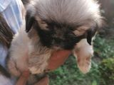 Shih Tzu Puppies