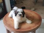 Shih Tzu Puppies