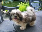 Shih Tzu Puppies