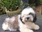 Shih Tzu Puppies