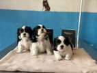 Shih Tzu Puppies