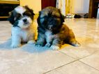 Shih Tzu Puppies for Sale