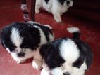 Shih Tzu Puppies