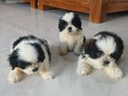 Shih tzu Puppies for sale