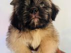 Shih Tzu Puppies