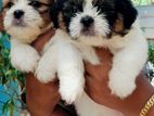 Shih Tzu Puppies for sale